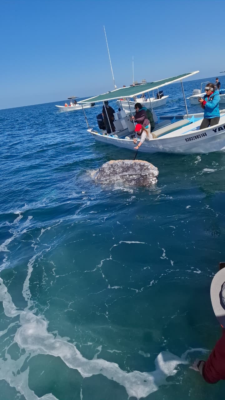Ballena gris muy cerca de la lancha